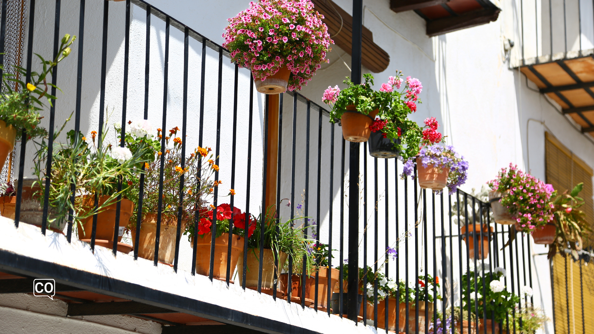 die Nelke auf einem spanischen Balkon