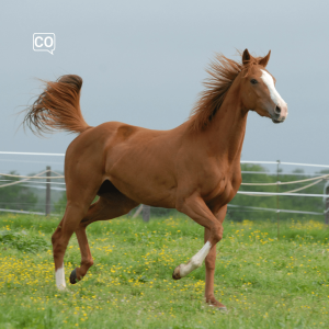  El caballo: Das Pferd (Spanisch)