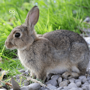  El conejo: Der Hase (Spanisch)