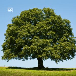  El árbol: Der Baum (Spanisch)