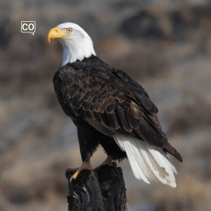  El águila : Der Adler (Spanisch)