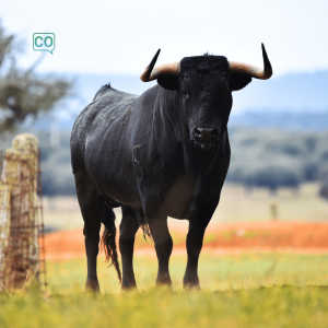  El toro: der Stier (Spanisch)