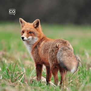  El zorro: Der Fuchs (Spanisch)