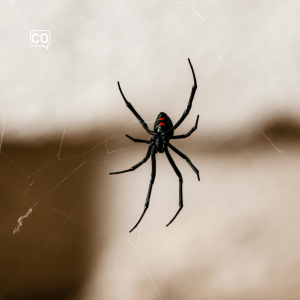  La araña: Die Spinne (Spanisch)