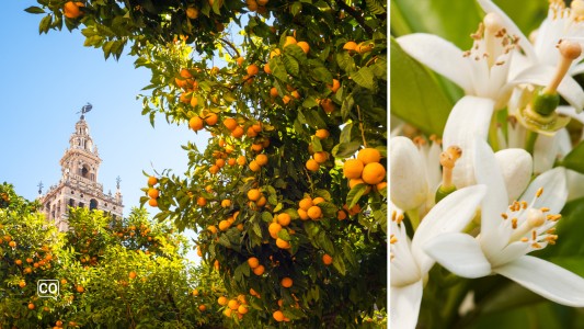 A1.36.4 Der Garten der Orangenbäume in Sevilla