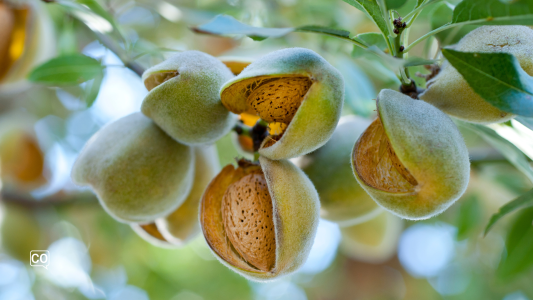  Mandeln: Der Ernährungsschatz Spaniens