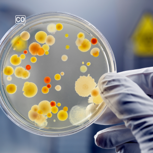  La bacteria: Das Bakterium (Spanisch)